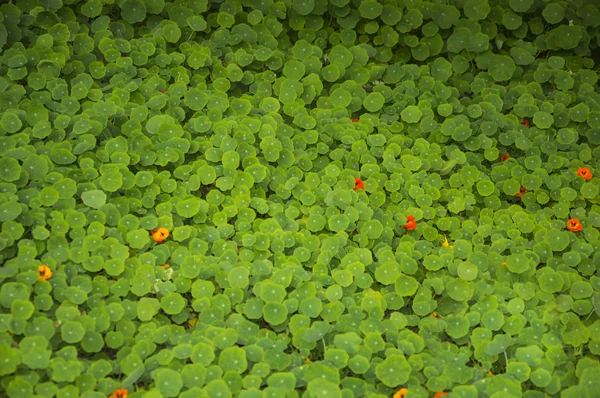 Nasturtium bladeren — Stockfoto