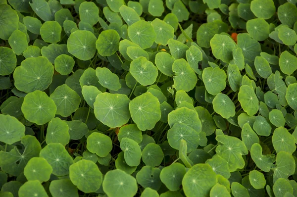 Grote bladeren van nasturtium plant — Stockfoto