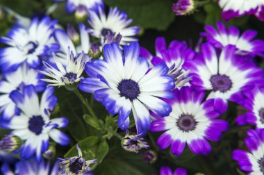 mavi ve beyaz çiçekler