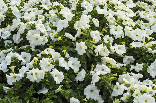 Белые желтые цветы петунии — стоковое фото