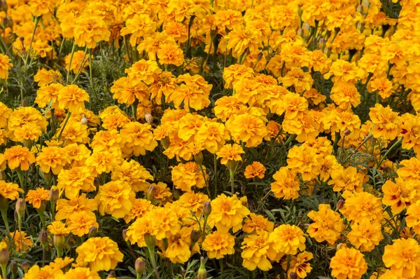 Мэриголд цветы в саду — стоковое фото