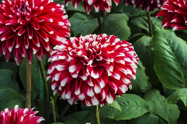 빨간색과 흰색 달리아 꽃 — 스톡 사진
