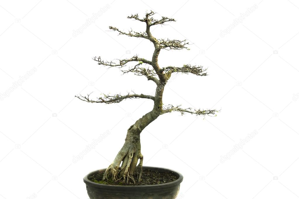 Dwarfed bonsai tree