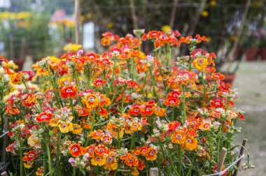 nemesia çiçek