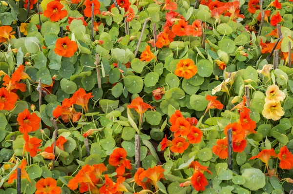 Rode bloemen en groene bladeren — Stockfoto