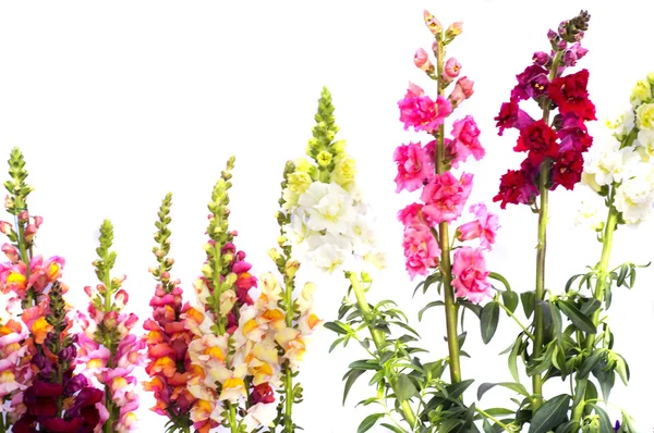Gladiolen und andere Blumen — Stockfoto