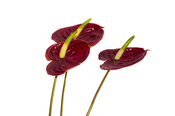 Isolated anthurium flowers — Stock Photo, Image