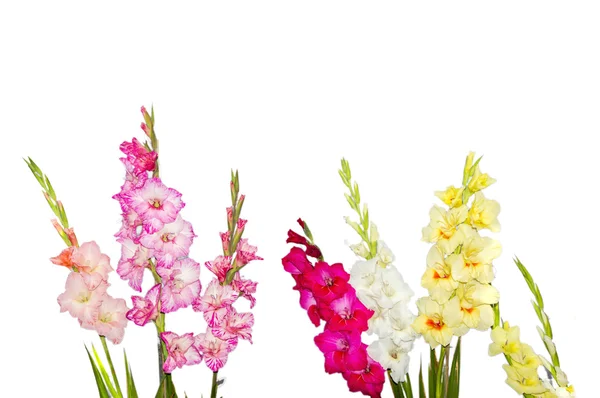 Mixed gladiolus flowers — Stock Photo, Image