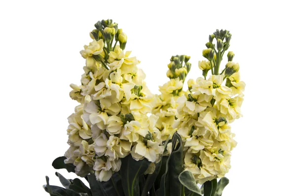 Mixed white flowers — Stock Photo, Image