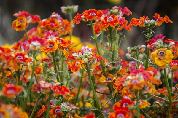 Nemsia の花 — ストック写真