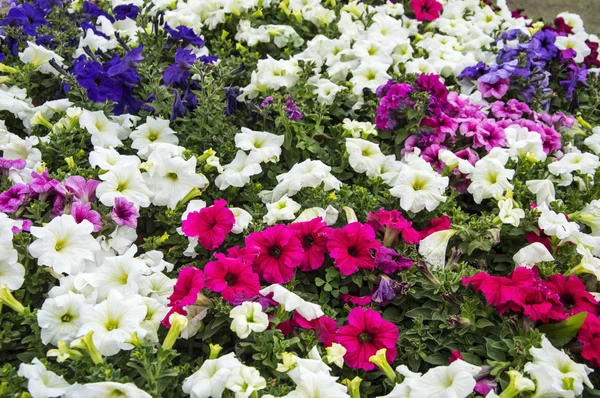 Smíšené Petúnie květiny — Stock fotografie