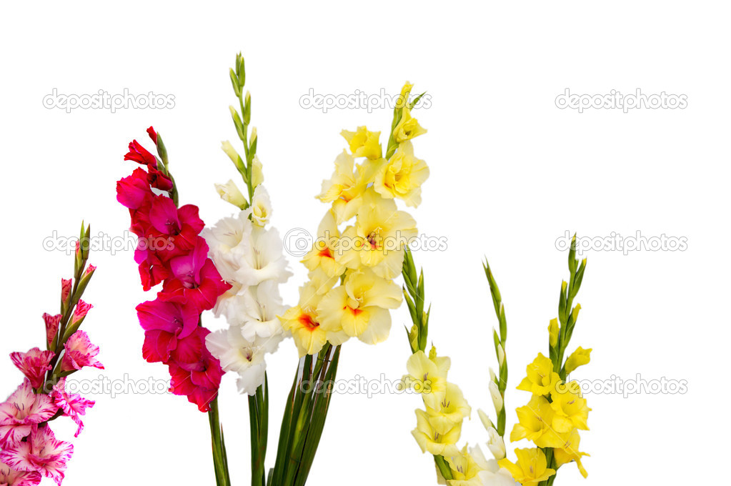 Isolated gladiolus flowers