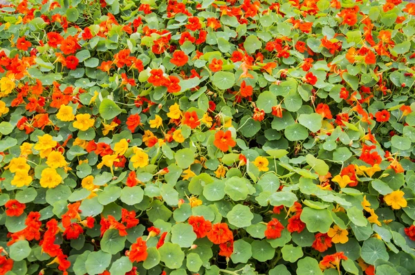 Nasturtium blomma säng — Stockfoto