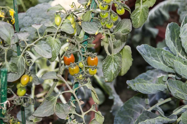 Pianta di pomodoro — Foto Stock