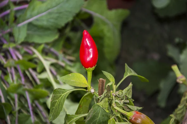 Pianta di pepe — Foto Stock