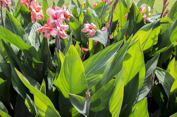 Canna flowers — Stock Photo, Image