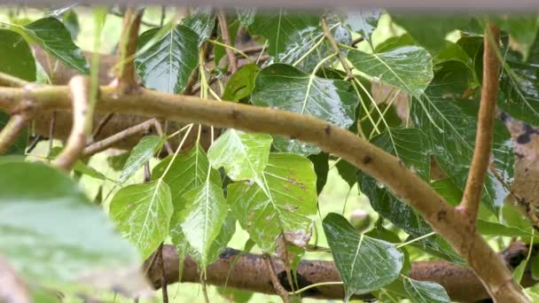 Våta Gröna Blad Med Regn Droppar Och Vatten Faller — Stockvideo