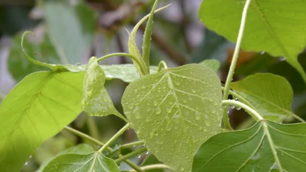 Regn Droppar Färska Gröna Knoppar Ett Träd — Stockvideo