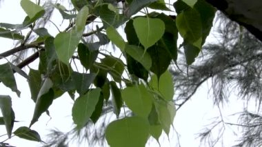 Ağacın tepesinden ve yaprakların arasından yağan yağmur