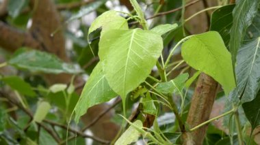 Yağmur damlaları ve üzerine su düşen yapraklar.