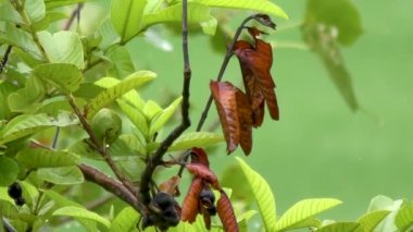 Guava ağacına ve meyvelere yağmur yağıyor
