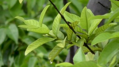 Rüzgarla savrulan yeşil yaprak