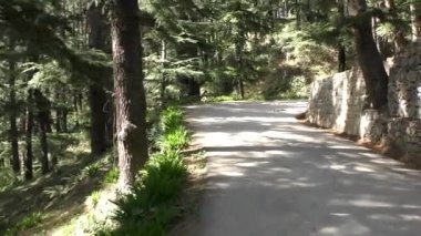 Naldehra 'da dağın zirvesinde koşan Shimla Himachal Pradesh
