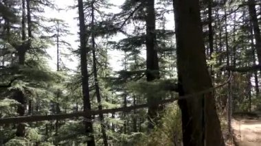 Naldehra 'nın tepesindeki yüksek çam ağaçları ve vahşi patika Naldehra Shimla Himachal Pradesh