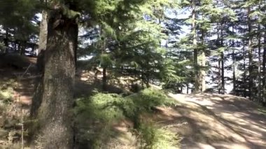 Naldehra Shimla Himachal Pradesh 'deki orman patikasında yavaşça yürüyor ve yüksek görkemli çam ağaçlarının arasından geçiyor.