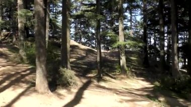 Naldehra Shimla Himachal Pradesh 'teki orman patikasında yüksek görkemli çam ağaçlarının arasında yürüyorum.