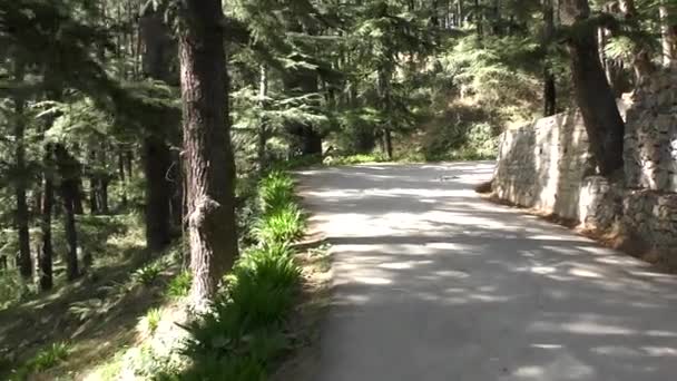 Springa Spåret Toppen Berget Vid Naldehra Shimla Himachal Pradesh — Stockvideo