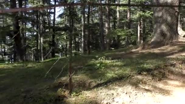 Trekking Pista Cima Montaña Naldehra Shimla Himachal Pradesh — Vídeos de Stock