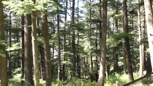 Caminhando Floresta Himalaia Selva Naldehra Shimla Himachal Pradesh Deslize Devagar — Vídeo de Stock