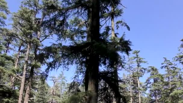 Moving Tall Pine Trees Jungle Trail Track Naldehra Shimla Himachal — Stock Video