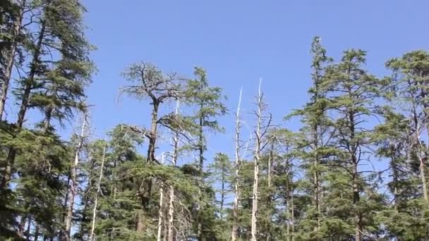Moving Tall Majestic Pine Trees Jungle Trail Track Naldehra Shimla — Stock Video