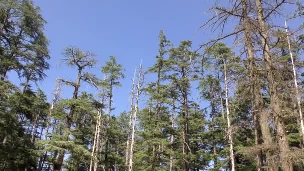 Moving Tall Majestic Pine Trees Jungle Mountain Trail Track Naldehra — Stock Video