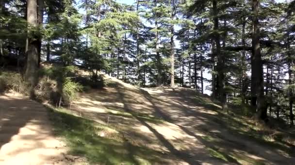 Svahy Terén Kolem Vysokých Majestátních Borovic Stezce Džungle Naldehra Shimla — Stock video