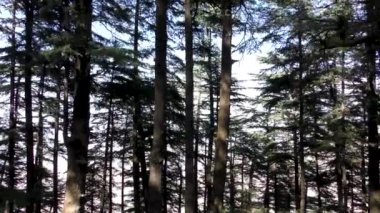 Naldehra Shimla Himachal Pradesh 'teki orman dağ patikasında eski görkemli çam ağaçlarının etrafında yürüyorum.