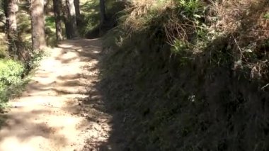 Orman dağlarında çok dar ve çamurlu bir yolda yürüyorum Naldehra 'da Trekking pisti Shimla Himachal Pradesh