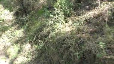 Naldehra 'da orman dağlarında yeşil çimenler ve çamur. Shimla Himachal Pradesh' te yürüyüş pisti.