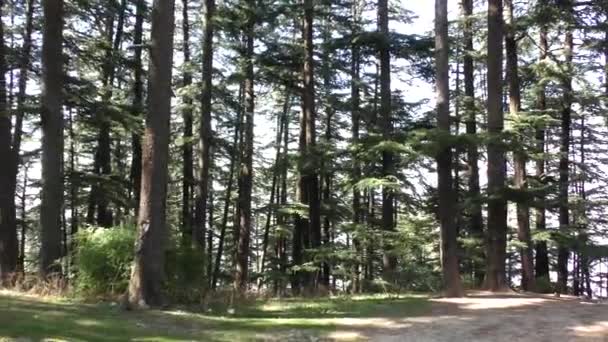 Circular Moving Tall Majestic Pine Trees Jungle Trail Track Naldehra — Stock Video