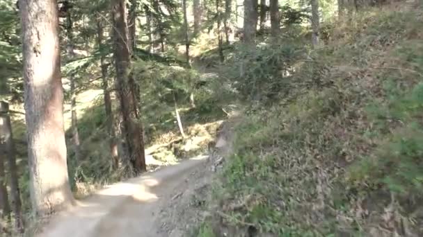 Trekking Dangerous Track Tall Majestic Pine Trees Jungle Trail Track — Stock Video