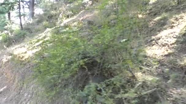 Walking Old Tall Majestic Pine Trees Jungle Mountain Narrow Trekking — Stock Video
