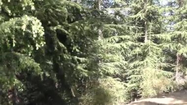 Naldehra Shimla Himachal Pradesh 'deki dağlık patikalarda, derin patikalarda ve uzun çam ağaçlarında yapraklara dokunmak.