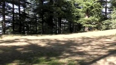 Naldehra Shimla Himachal Pradesh 'deki yüksek dağlara, derin patikalara ve uzun çam ağaçlarına doğru gidiyorum.