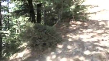 Naldehra Shimla Himachal Pradesh 'te dağ yolunda hızlı koşan ve derin yürüyüş yolları ve Uzun Çam Ağaçları