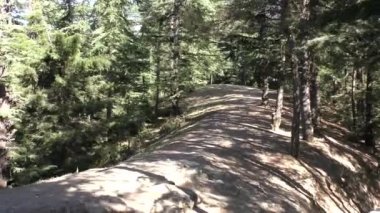 Naldehra Shimla Himachal Pradesh 'deki dağ patikalarından, derin patikalardan ve uzun çam ağaçlarından iniyoruz.