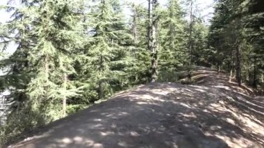 Dağ yolunda yamaçlar ve derin patikalar ve Naldehra 'da uzun çam ağaçları Shimla Himachal Pradeş