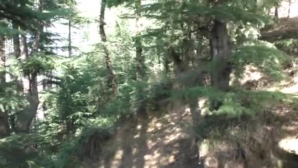 Gliding Jungle Mountain Trail Deep Trekking Tracks Tall Pine Trees — Stock Video