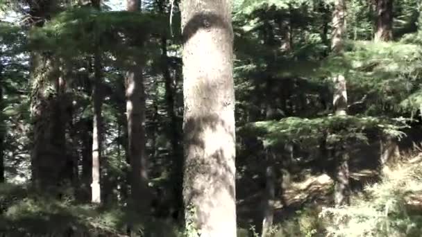 Dark Deep Jungle Mountain Tall Pine Trees Naldehra Shimla Himachal — Stock Video